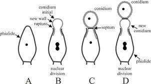 Attēlu rezultāti vaicājumam “Enteridium corticatum spores”