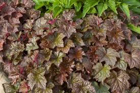 Image result for HEUCHERA americana 'Palace Purple Auslese'