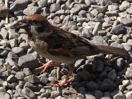 Attēlu rezultāti vaicājumam “Passer montanus adult”