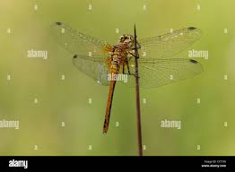 Attēlu rezultāti vaicājumam “Sympetrum vulgatum female”