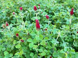 Image result for Trifolium incarnatum