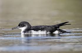 Image result for Puffinus puffinus