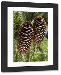 Attēlu rezultāti vaicājumam “Picea abies fo. virgata”