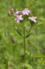 Image result for Centaurium erythraea