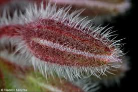 Attēlu rezultāti vaicājumam “Borago officinalis bud”