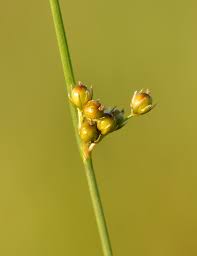 Attēlu rezultāti vaicājumam “Juncus filiformis”