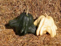 Attēlu rezultāti vaicājumam “Cucurbita pepo fruit”