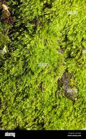 Attēlu rezultāti vaicājumam “Amblystegium serpens”