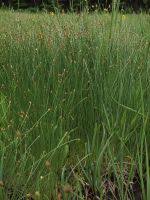 Attēlu rezultāti vaicājumam “Eleocharis quinqueflora flower”