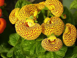 Image result for Calceolaria