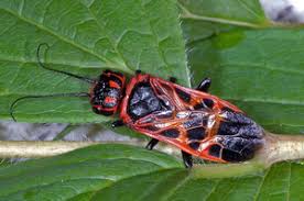Attēlu rezultāti vaicājumam “Caenolyda reticulata”