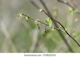 Attēlu rezultāti vaicājumam “Corylus avellana bud”