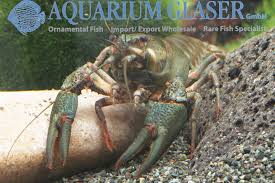 Attēlu rezultāti vaicājumam “Astacus astacus”