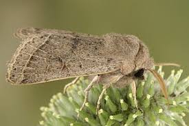 Attēlu rezultāti vaicājumam “Orthosia cerasi”