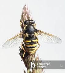 Attēlu rezultāti vaicājumam “Syrphidae”