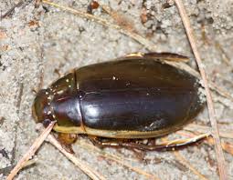 Attēlu rezultāti vaicājumam “Dytiscus dimidiatus”