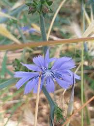 Attēlu rezultāti vaicājumam “Cichorium intybus flower”