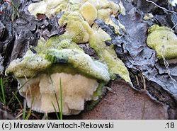 Attēlu rezultāti vaicājumam “Diplomitoporus flavescens”