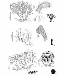 Attēlu rezultāti vaicājumam “Ceratiomyxa fruticulosa”
