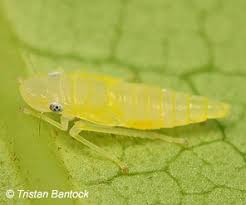 Attēlu rezultāti vaicājumam “Aphrophora nymph”