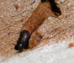 Attēlu rezultāti vaicājumam “Tomicus minor”