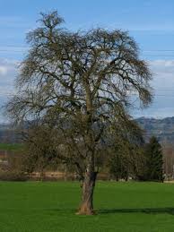 Attēlu rezultāti vaicājumam “Pyrus communis”