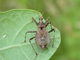 Attēlu rezultāti vaicājumam “Himacerus apterus”