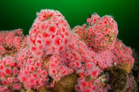 ผลการค้นหารูปภาพสำหรับ strawberry anemone