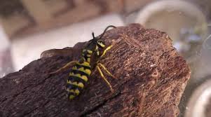 Attēlu rezultāti vaicājumam “Vespula germanica male”