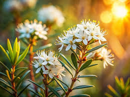 Attēlu rezultāti vaicājumam “Ledum palustre flower”