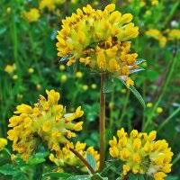 Image result for Anthyllis vulneraria rubra