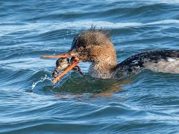Attēlu rezultāti vaicājumam “Mergus serrator”
