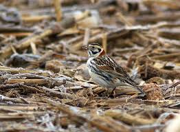 Image result for Calcarius lapponicus