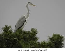 Attēlu rezultāti vaicājumam “Ardea cinerea”