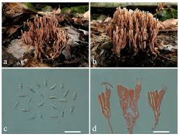 Attēlu rezultāti vaicājumam “Lentaria”