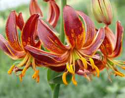 Image result for Lilium martagon `Arabian Night`
