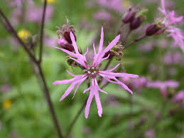 Image result for Lychnis flos-cuculi