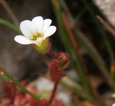 Attēlu rezultāti vaicājumam “Saxifraga tridactylites flower”