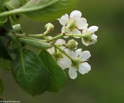 Attēlu rezultāti vaicājumam “Aronia melanocarpa bud”