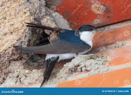 Attēlu rezultāti vaicājumam “Delichon urbicum nest”