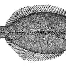 Image result for Pseudopleuronectes americanus