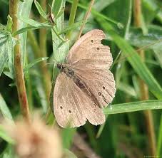 Attēlu rezultāti vaicājumam “Aphantopus hyperantus”