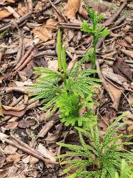 Attēlu rezultāti vaicājumam “Dianema depressum macro”