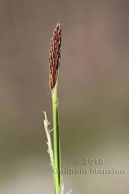 Attēlu rezultāti vaicājumam “Carex pilosa”