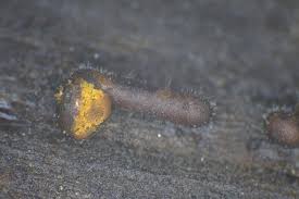 Attēlu rezultāti vaicājumam “Trichia scabra sessile”