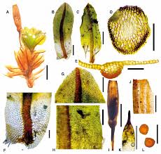 Attēlu rezultāti vaicājumam “Encalypta streptocarpa sporophyte”