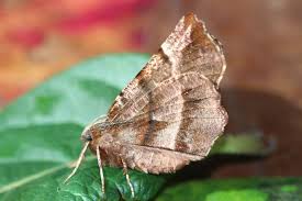 Attēlu rezultāti vaicājumam “Selenia dentaria”