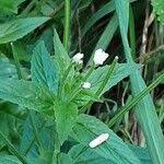 Attēlu rezultāti vaicājumam “Epilobium roseum flower”