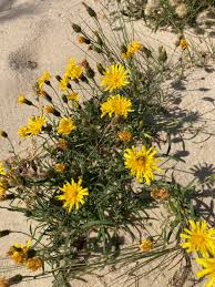 Attēlu rezultāti vaicājumam “Tragopogon heterospermus”