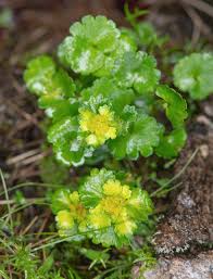 Attēlu rezultāti vaicājumam “Chrysosplenium alternifolium bud”